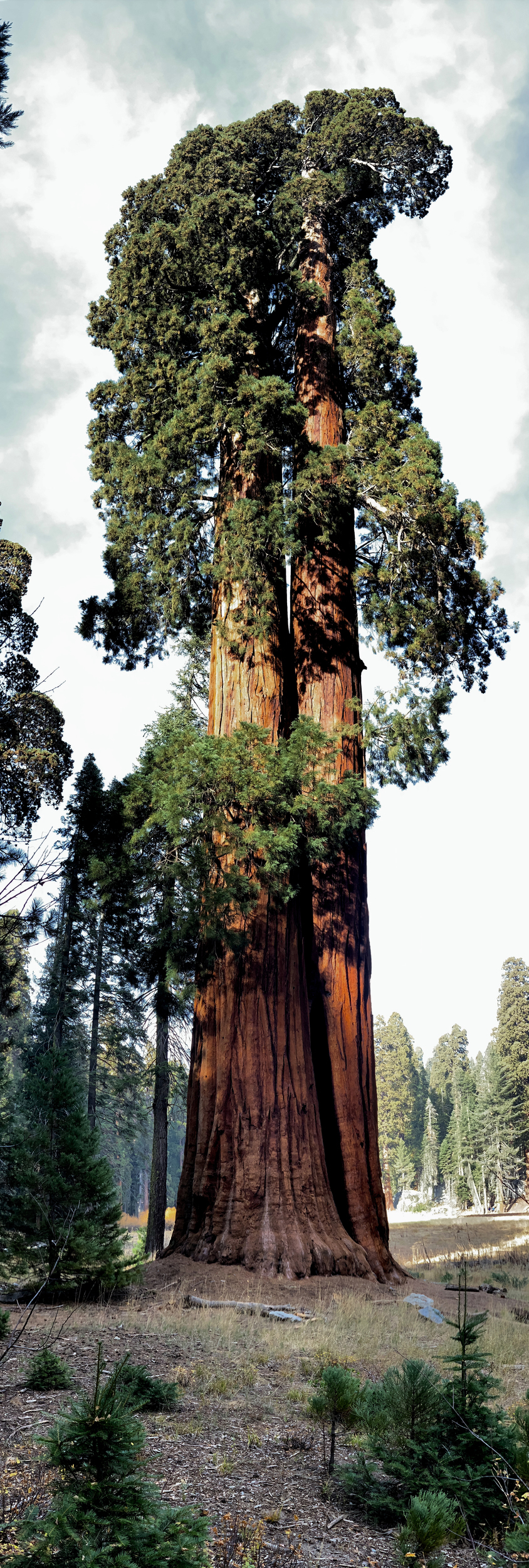 Sequoia