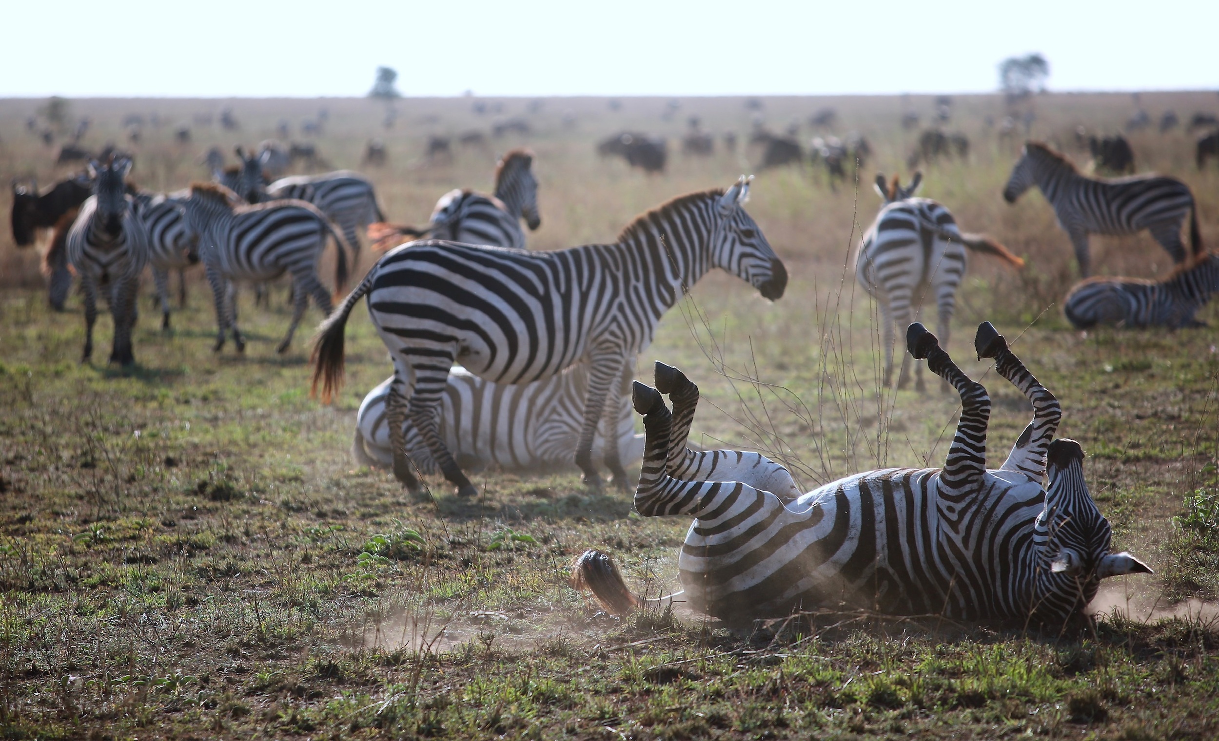 Safari