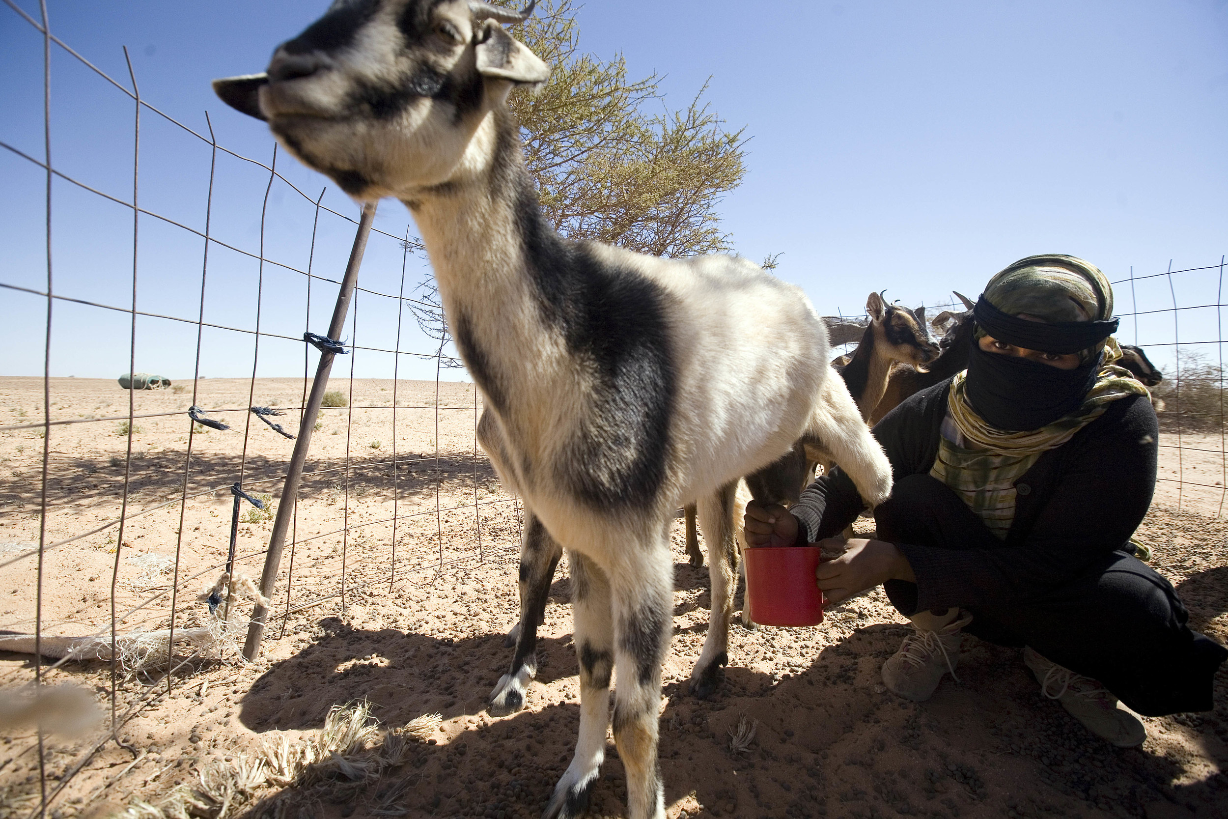 Sahrawi Refugees